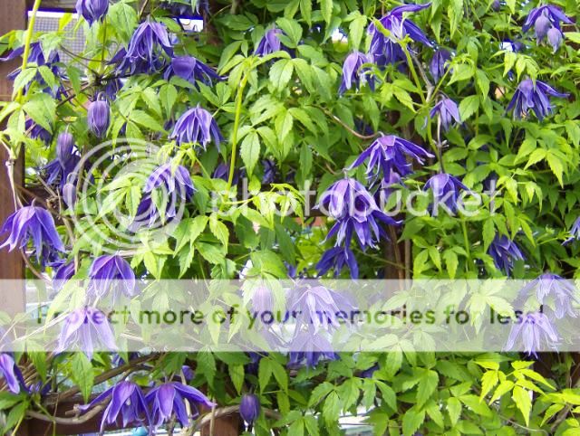 http://i1131.photobucket.com/albums/m551/lilylouise1/blueclematis013.jpg