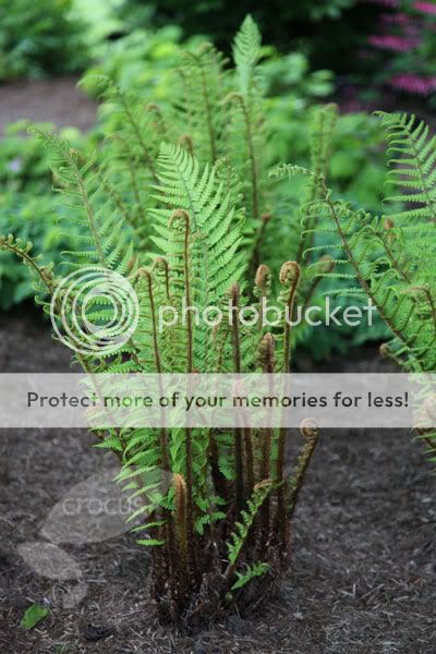 http://i232.photobucket.com/albums/ee192/thebear843/Garden/Dryopteriswallichiana.jpg