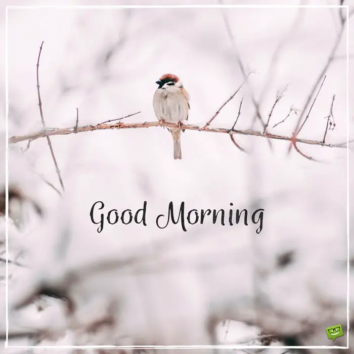 Image result for Good morning images