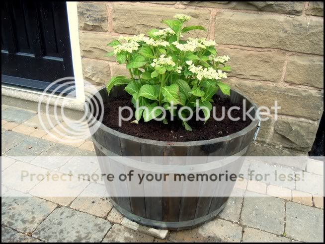 http://i232.photobucket.com/albums/ee192/thebear843/Garden/FrontPlanter13.jpg