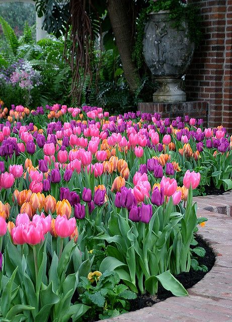 tulip stroll  Tulips garden Flower garden Spring garden flowers