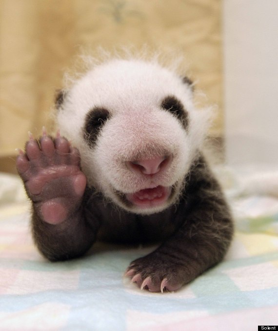http://i.huffpost.com/gen/941867/thumbs/o-BABY-PANDA-570.jpg?7