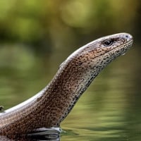 AnguisFragilis