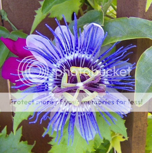 http://i1131.photobucket.com/albums/m551/lilylouise1/passionflower001.jpg