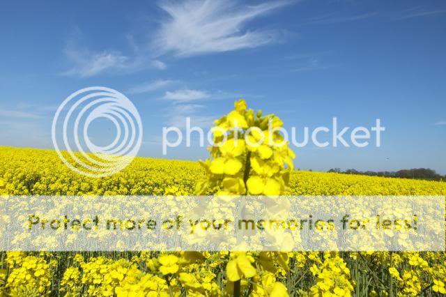 http://i27.photobucket.com/albums/c186/DavidKnapper/021_zps7fbb8b3e.jpg