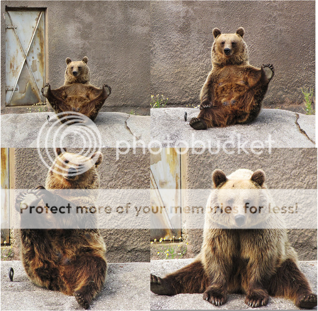 http://i1143.photobucket.com/albums/n627/thedogcody/yoga-bear.png