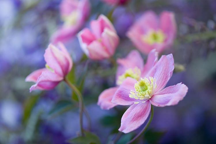 Clematis montana Rubens Montana Group