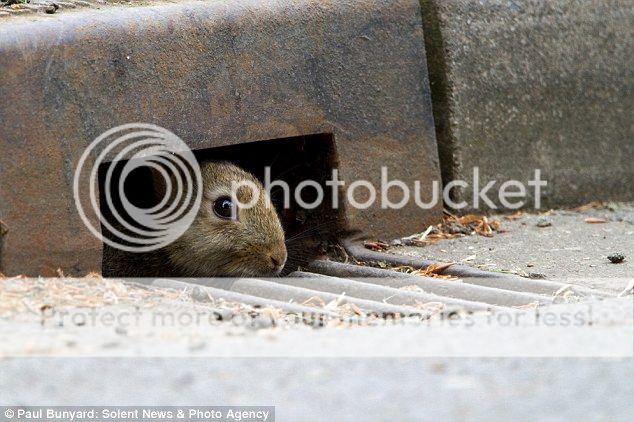 http://i1143.photobucket.com/albums/n627/thedogcody/article-1283953-09E23D39000005DC-25_zpsa4016444.jpg