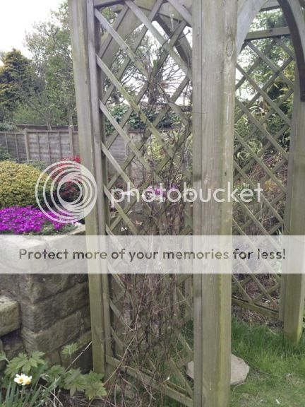 http://i232.photobucket.com/albums/ee192/thebear843/Garden/file_zpsfdb196db.jpg