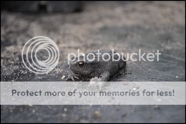http://i232.photobucket.com/albums/ee192/thebear843/Garden/toad2.jpg