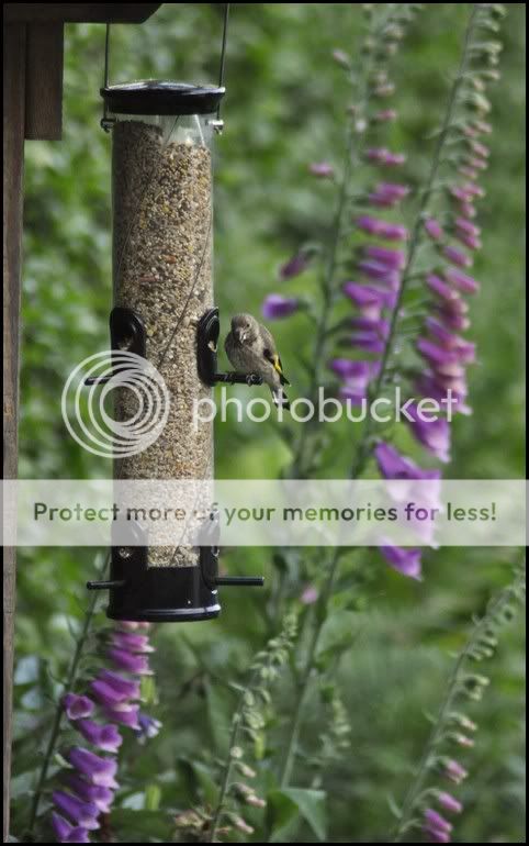 http://i232.photobucket.com/albums/ee192/thebear843/Garden/TyphoonFeeder2.jpg