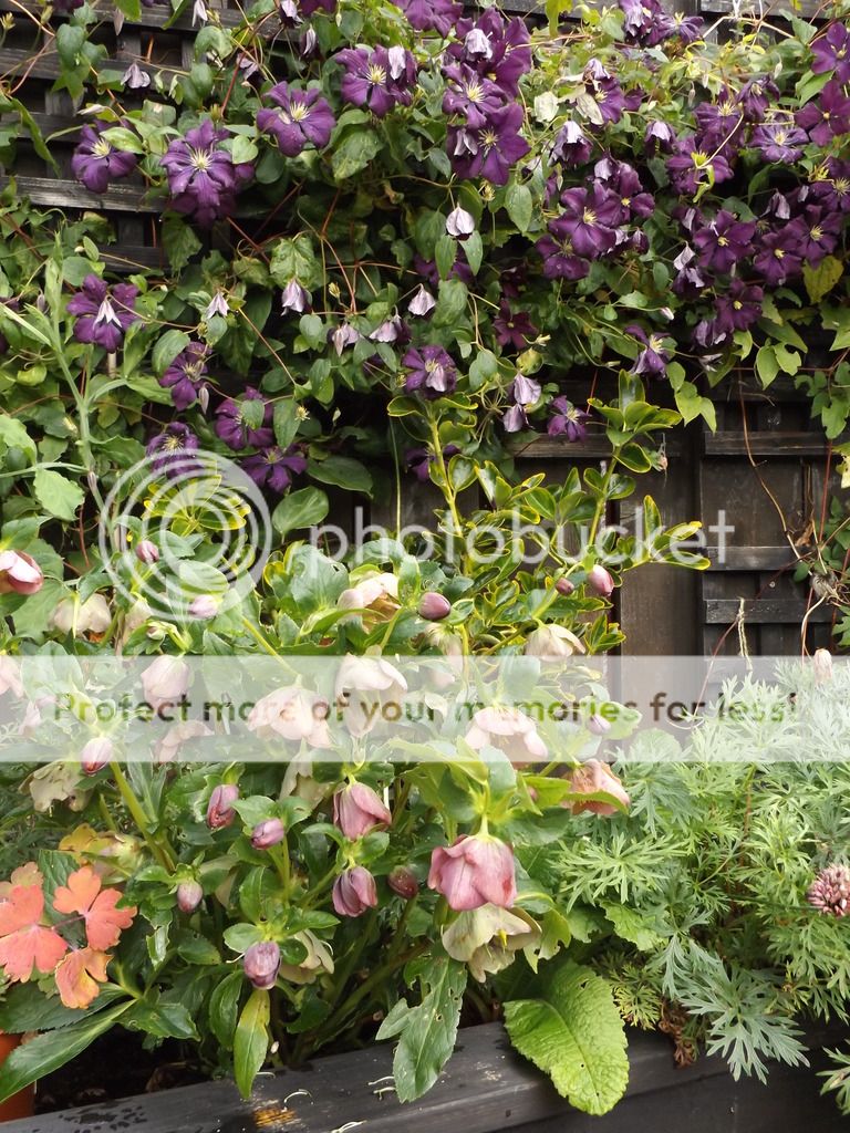 http://i1331.photobucket.com/albums/w595/fairygirl55/DSCF0868_zpstvc23kr7.jpg