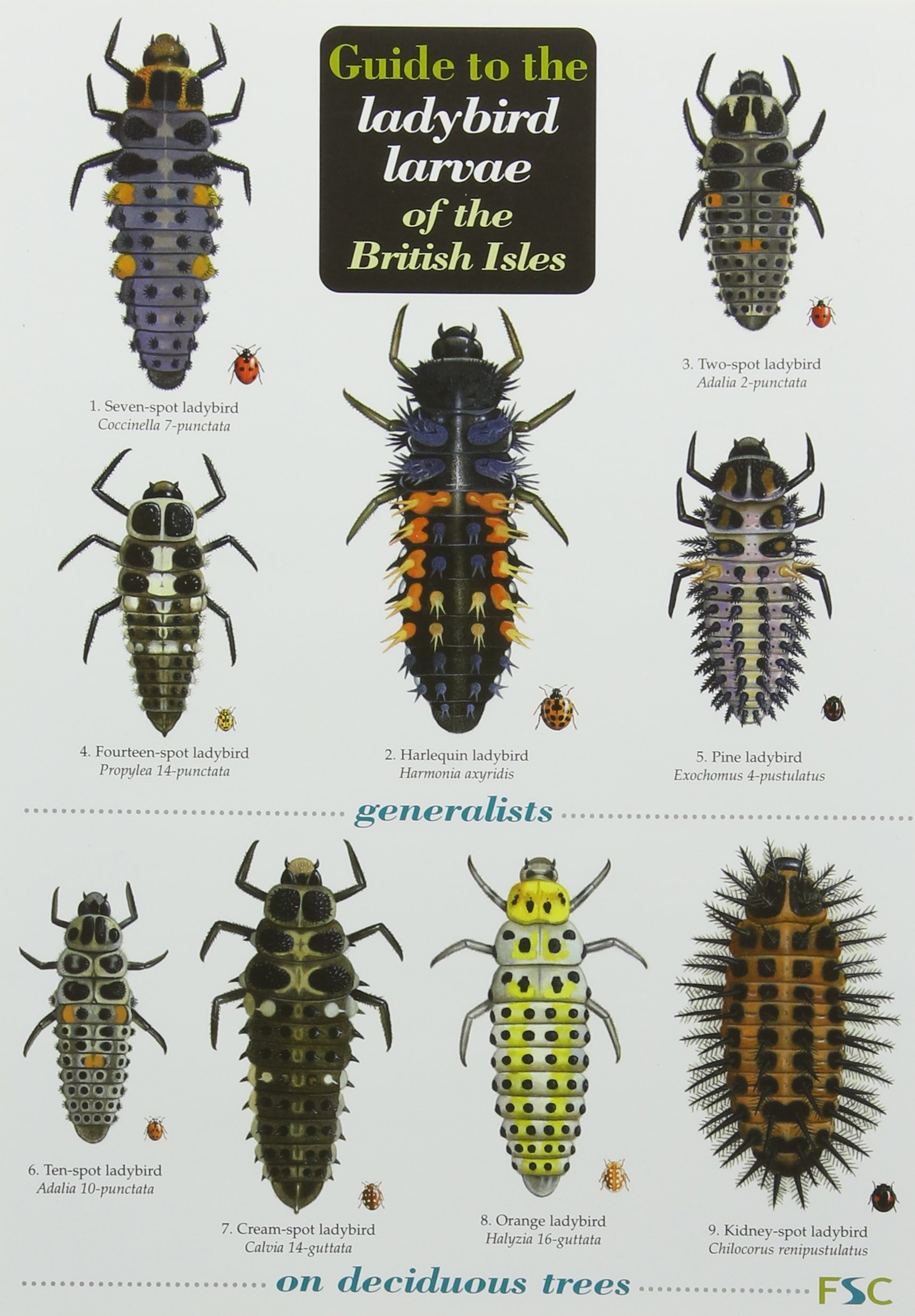 Guide to the Ladybird Larvae of the British Isles Amazoncouk Brown  Peter Roy Helen Comont Richard F Poland Remy Shields Chris  9781908819048 Books
