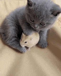 Ya see its not always a cat eat mouse worldhttpsifttt2Bibf2E