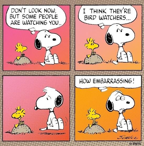 Daily Funnies on Instagram Haha this peanuts strip is so good snoopy  comic comics haha lol funny birdw  Snoopy cartoon Snoopy pictures  Snoopy comics