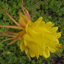 http://www.touchwoodplants.co.uk/images/1991_aquilegia_large_blushed_yellow_double_chrysx1061_222IMG_0372.jpg