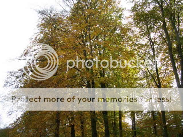 http://i27.photobucket.com/albums/c186/DavidKnapper/Autumn%20Tints/PB070020.jpg