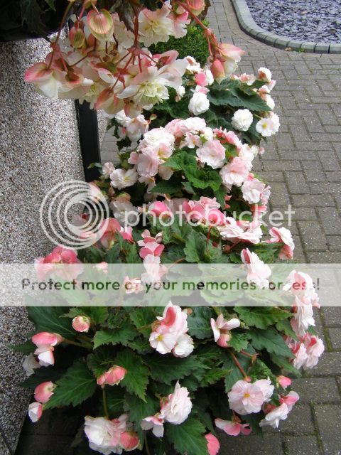 http://i27.photobucket.com/albums/c186/DavidKnapper/appleblossom.jpg