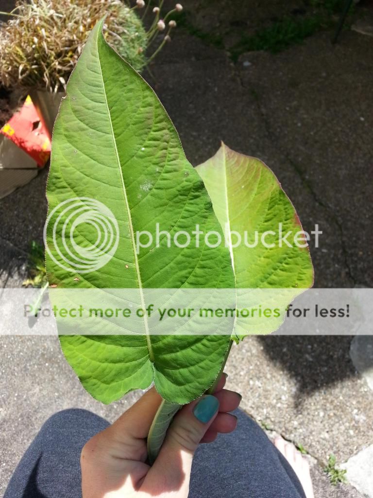 http://i1185.photobucket.com/albums/z352/dornat007/Plant/20140617_110636.jpg