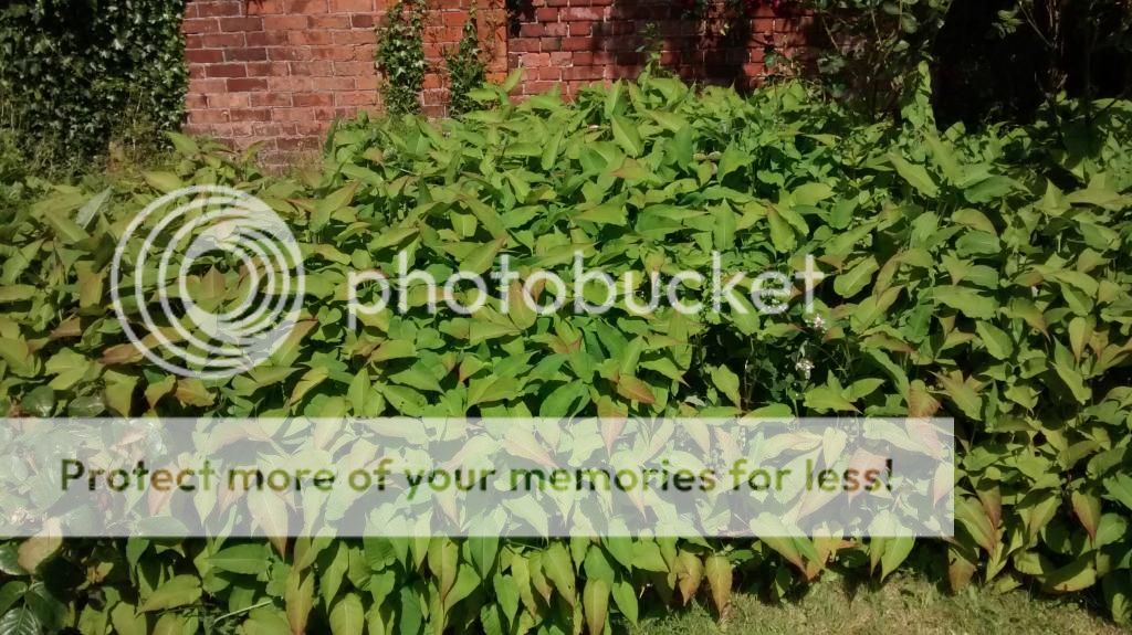 http://i1185.photobucket.com/albums/z352/dornat007/Plant/IMG_20140617_111110568.jpg