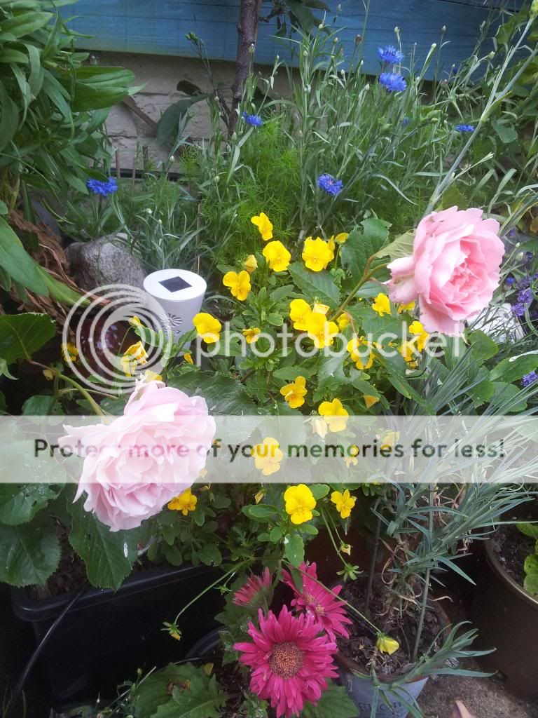 http://i1300.photobucket.com/albums/ag97/Bev_Pounsett-Krynauw/10d22-07-13_zps7cac85f4.jpg