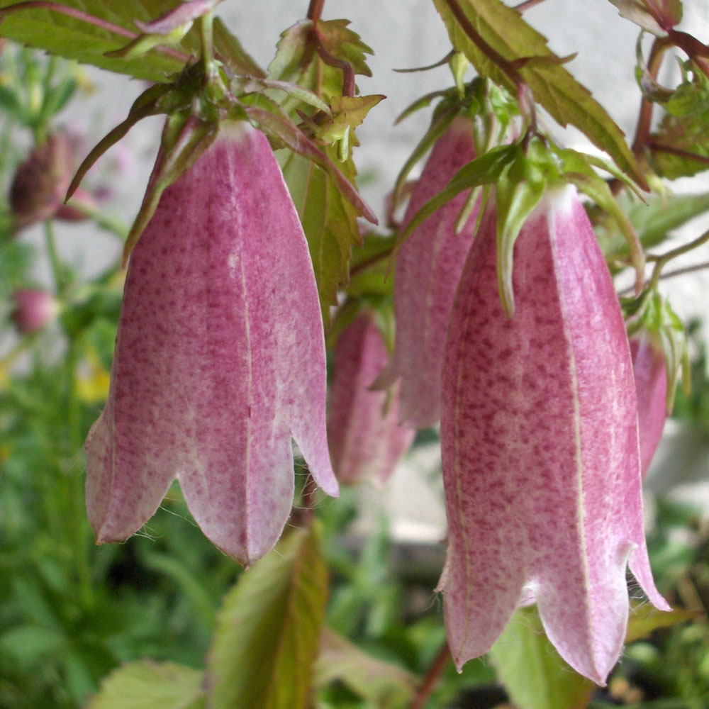 Campanula Elizabeth - Rose Cottage Plants