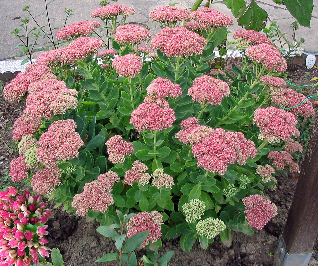 https://auntiedogmasgardenspot.files.wordpress.com/2013/07/fetthenne_sedum_spectabile.jpg