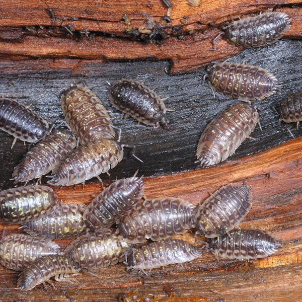 How to Control Wood Bugs in your Garden  Full Circle Farm