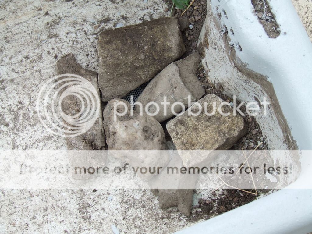 http://i703.photobucket.com/albums/ww32/Owdboggy/Sink%20garden/SouthportMay08etc021.jpg