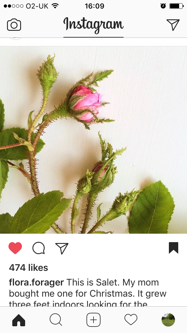 Rosypink