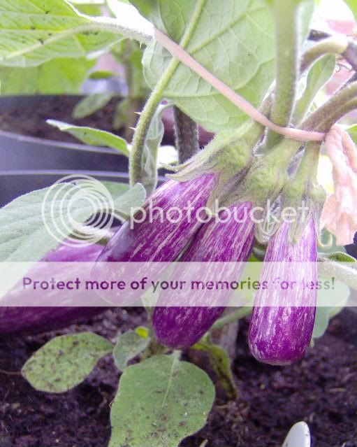 http://i1131.photobucket.com/albums/m551/lilylouise1/carrotsandgh008.jpg