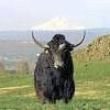 yakram