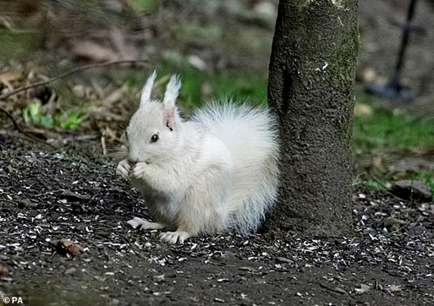 White red squirrel spotted enjoying a spot of breakfast  Daily Mail Online