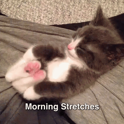 Image result for Monday morning kitties
