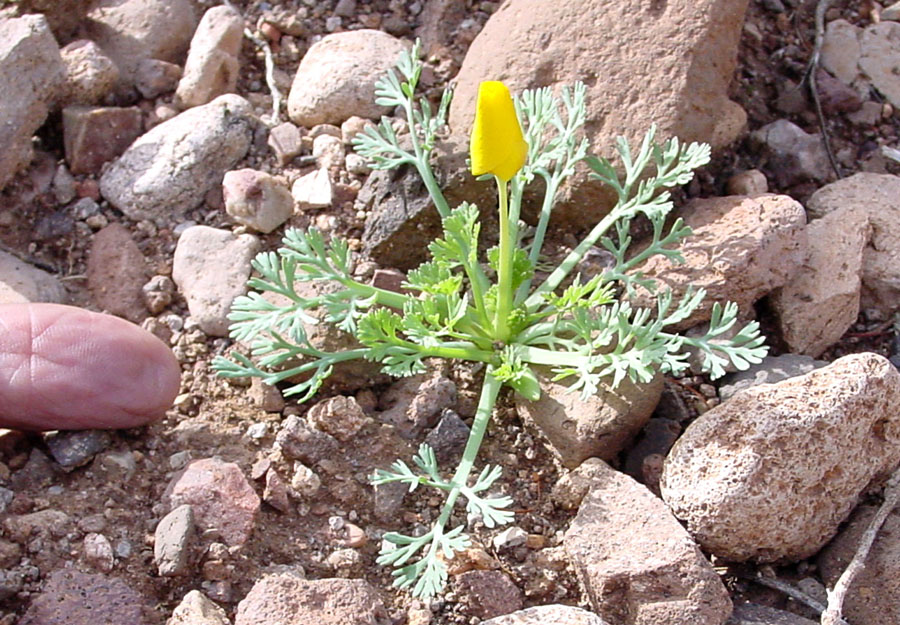 http://www.saguaro-juniper.com/i_and_i/flowers/mexican_poppy/03-02poppyNleaves.jpg