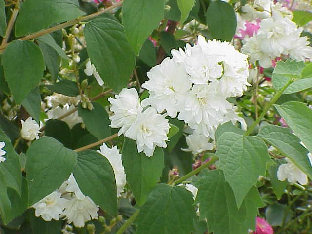 Philadelphus x virginalis Virginal Mockorange  North Carolina Extension  Gardener Plant Toolbox