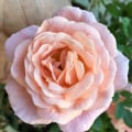 ElizaRose
