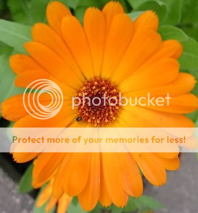 http://i27.photobucket.com/albums/c186/DavidKnapper/89816b62-9b9a-4934-ba2b-9585096c5226_zps0310fd33.jpg