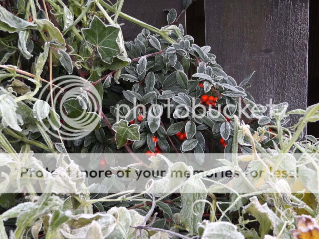 http://i1331.photobucket.com/albums/w595/fairygirl55/DSCF1321_zpsf1milqhq.jpg