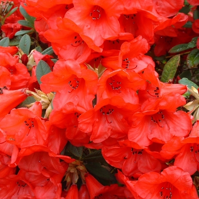 Rhododendron Elizabeth Evergreen Bushy Shrub