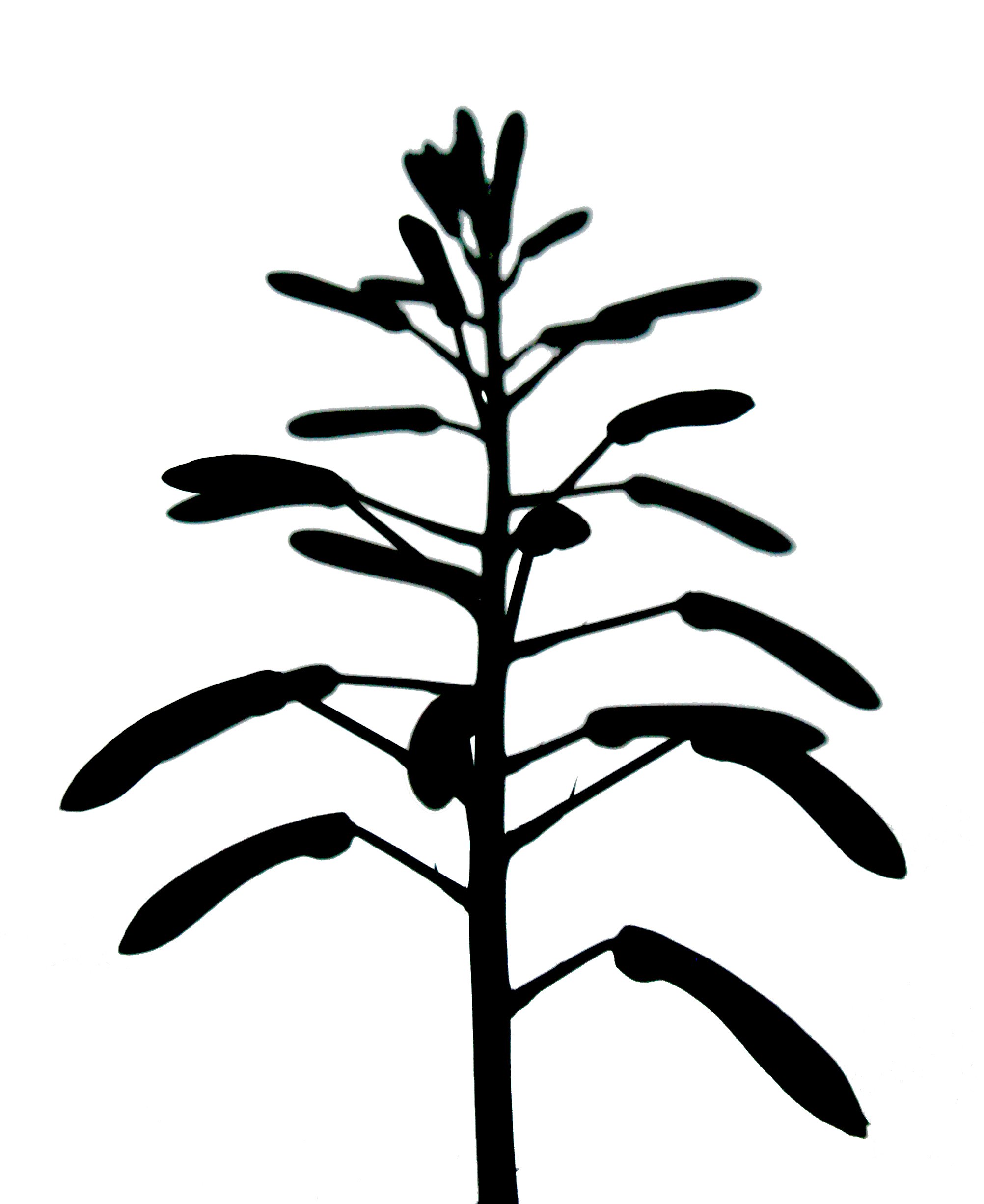 Hortafilia