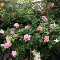 Rose lady