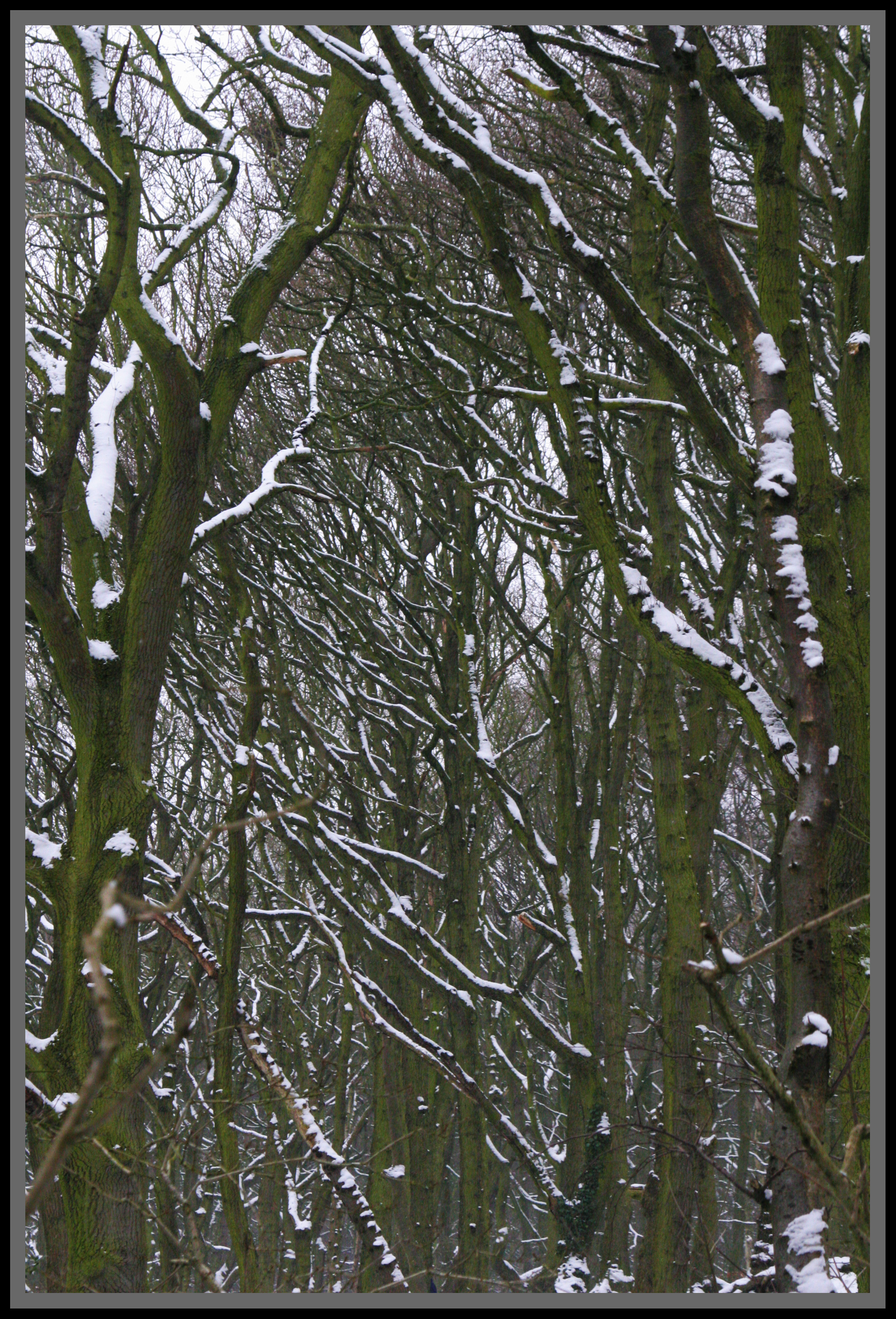 Image result for Sleety morning images
