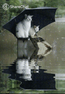 Rain Cat GIFs  Tenor