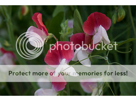 http://i27.photobucket.com/albums/c186/DavidKnapper/painted%20lady%20sweet%20pea_zpsqdirig0y.png