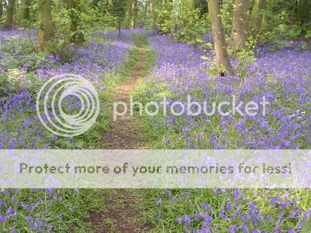 http://i27.photobucket.com/albums/c186/DavidKnapper/Bluebells/DSCN0327.jpg