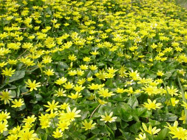 Ranunculus ficaria Lesser Celandine identification distribution habitat