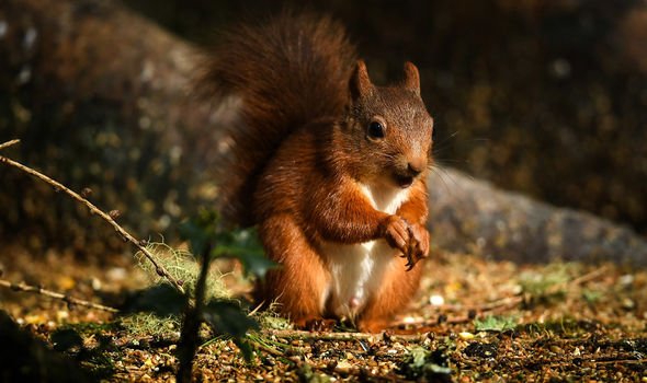 Red squirrels to thrive again in Britain as new plan considered to  eradicate grey breed  Science  News  Expresscouk