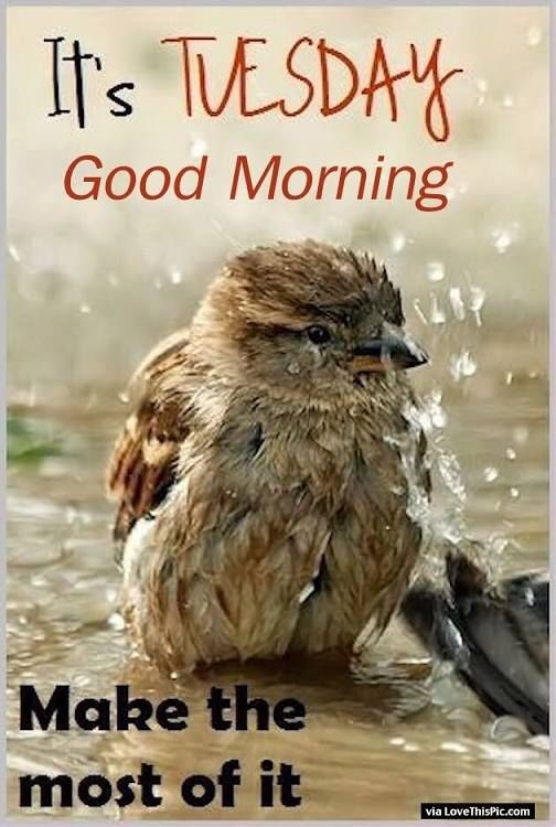Its Tuesday Good Morning Make The Most Of It Pictures Photos and Images  for Facebook Tumblr Pinterest and Twitter