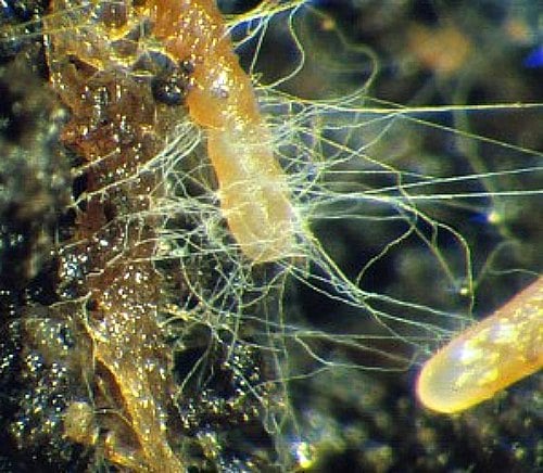 mycorrhizae fungi